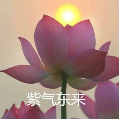 遮天新仙幻游戏下载